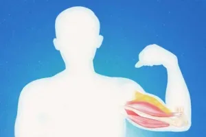 Illustration of muscle and fat